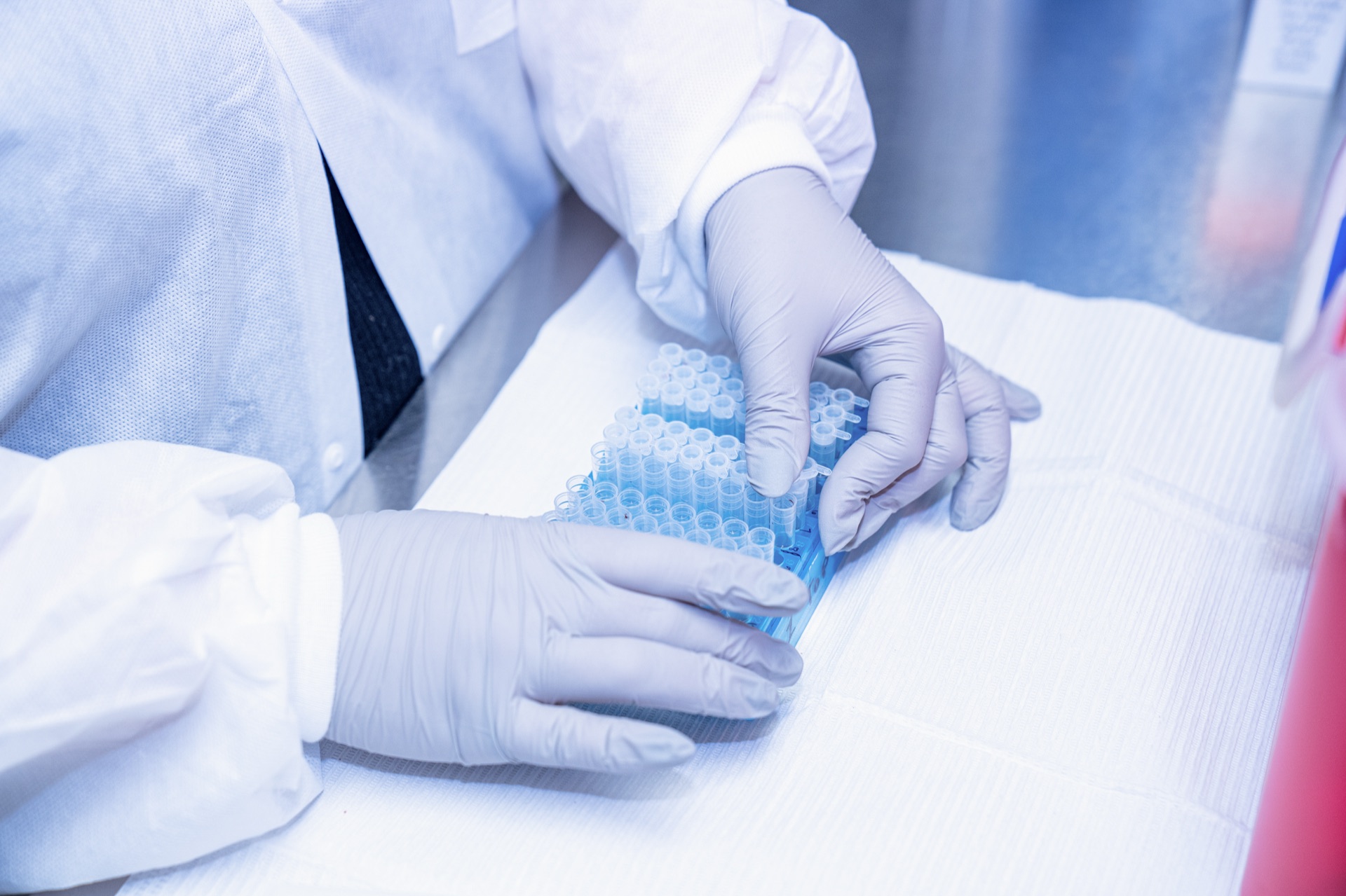 Research scientist handling multi-well PCR plate in biosafety laboratory setting